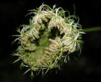 Thumbelina Carrot,bird's nest, bishop's lace, Queen Anne's lace
